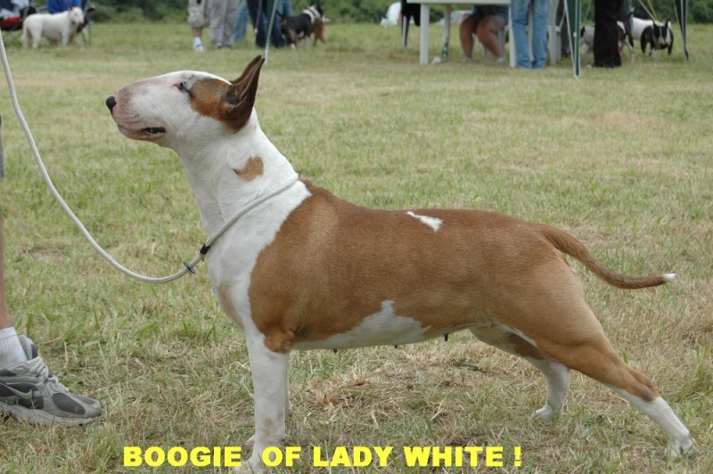Boogie of lady white