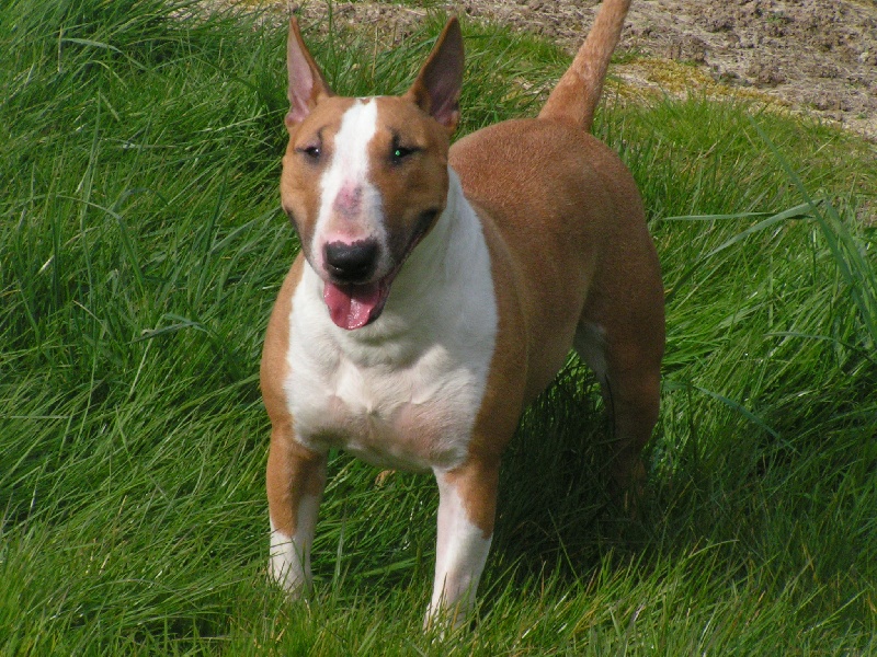 Appy of lady white