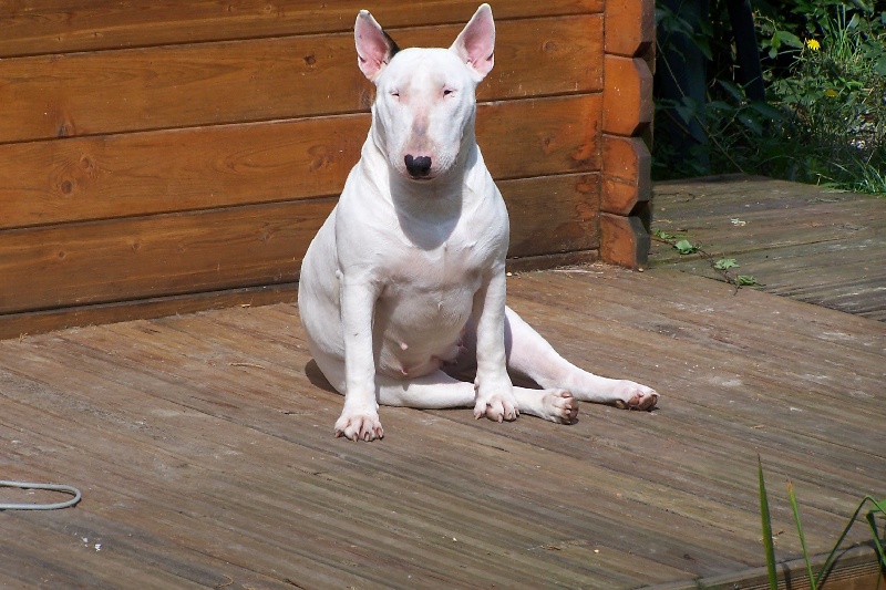 Ally of lady white